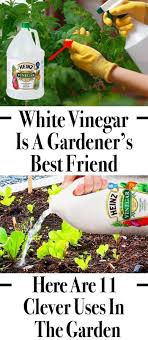 White Vinegar Is A Gardener S Best Friend Here Are 11 Clever Uses In The Garden Organic Gardening Tips Growing Food Organic Gardening