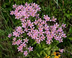 Image result for Staudtia