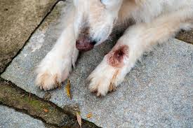 Image result for cuterebriasis in dogs