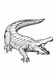 Crocodile coloring pages the crocodile has a slightly longer mouth than the alligator, but shorter than the gharial, and when its mouth is closed, its upper and lower teeth are both exposed. Crocodile Animals Coloring Pages For Kids Printable Free