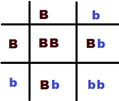 One phenotype (brown/blonde) has a dominant brown allele and a recessive blond allele. Mathematical Monday Family Genetics Girls Are Geeks