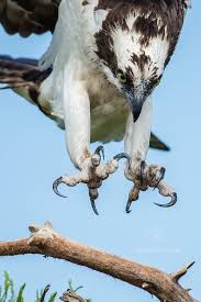 Birds Of Prey Animals Talons Osprey Birds Of Prey Animals Wild Pet Birds