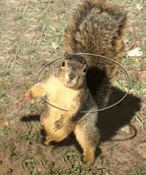 Squirrel Rotating Gif Squirrel Rotating Ring Discover Share Gifs Squirrel Funny Funny Squirrel Pictures Squirrel Pictures