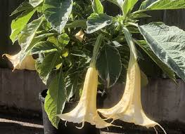 Maybe you would like to learn more about one of these? Brugmansia Arborea Maya Variegated
