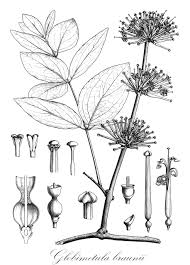 Image result for Globimetula