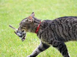 Dengan bantuan orang tua, siswa dapat menunjukkan sikap menghormati teman yang memiliki. Hey Kucing Jangan Masuk Dengan Tikus Di Mulutmu