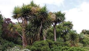 Maybe you would like to learn more about one of these? The Cabbage Tree Mitre 10