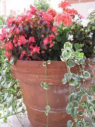 Pin On Garden