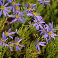 Ebenso der polsterphlox, der niedrig winterharte stauden für kübel: Aster Sedifolius Nanus Niedrige Odland Aster Standort Sonnig Blutenfarbe Hell Blauviolett