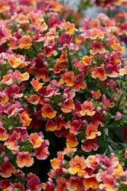 Image result for Nesaea ramosa