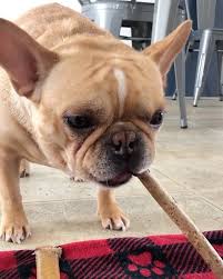 France at home is an online french supermarket importing and delivering french products to the public. Gomi The Frenchie Home Facebook