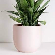 Indoor Plants Plants Garden Flowers The Home Depot Large Plant Pots Indoor Flower Pots Ceramic Planters