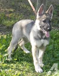 The best sable german shepherd puppies usually cost between. German Shepherd Puppies Silver Sable Pets Lovers