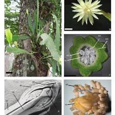 Maybe you would like to learn more about one of these? Pdf Flower Morpho Anatomy In Epiphyllum Phyllanthus