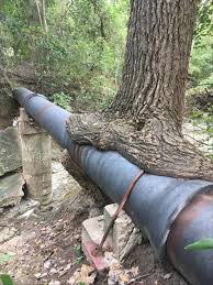 Afternoon Random Picture Dump 28 Pics Weird Trees Tree Beautiful Tree