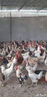 دجاج بلدي بياض ب25 ريال