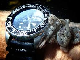 The netflix documentary my octopus teacher tells the story of craig foster, a diver who forged a profound friendship with a gentle octopus with whom he. My Octopus Teacher Netflix Documentary Is An Unexpected Tearjerker