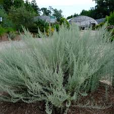Image result for Artemisia sp.no.1