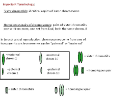Meiosis is divided into meiosis i and meiosis ii because a cell goes through two cell divisions in meiosis. Are Sister Chromatids Identical In Meiosis 1