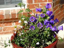 Campanula And Jasmine Great Zone 8 And North Texas Flowers Flowers Campanula Floral Wreath
