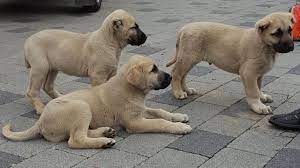 Kangal standart und anatolischer hirtenhund kurz und knapp beschrieben! Weissenhorn Polizei Befreit Hundewelpen Und Vogel Aus Anhanger Neu Ulmer Zeitung