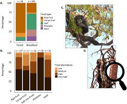 Image result for Pilostyles aethiopica