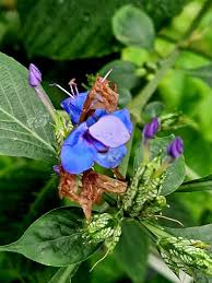 Image result for Eranthemum pulchellum