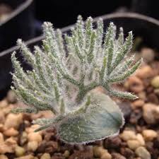 Image result for Eriospermum seineri