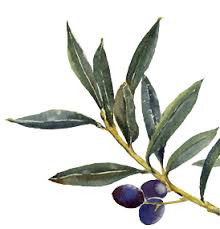 Olive Branch Inspiration Olive Branch Tattoo Botanical Painting Olive Tattoo