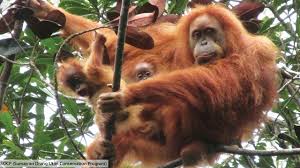 Orang utan bentina mengandung bayinya selama 9 bulan. Pengamat Temukan Anak Orangutan Tapanuli Kembar Greeners Co