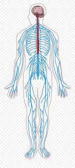 The human nervous system, without labels. Nervous System Diagram Quizlet Simple Unlabeled Nervous System Png Nervous System Icon Free Transparent Png Images Pngaaa Com