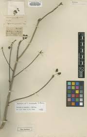 Image result for Terminalia brachystemma