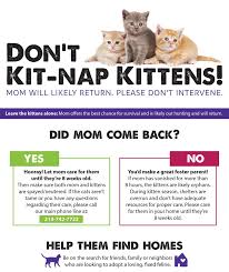 When you bring home kittens, the most important thing is to first understand what kind of condition they are in. Dfw Kitten Network