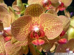 Originaire des zones tempérées et tropicales, l'orchidée est une plante d'appartement par excellence et qui s'adapte à tous types d'intérieurs. Entretien Des Orchidees D Interieur