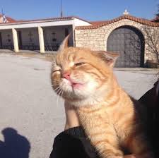 Cat Tumblr Hayvan Mizahi Komik Hayvan Hayvanlar