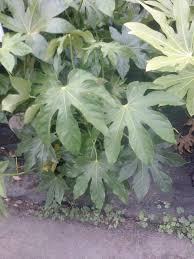Image result for Alafia orientalis