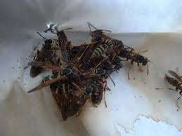 Find out which sprays and dusts can be. Carpenter Ants Here S What You Can Do To Deal With Them
