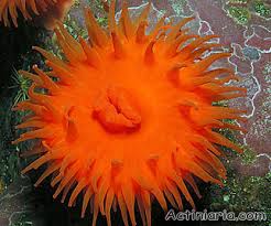 Image result for Actinanthella