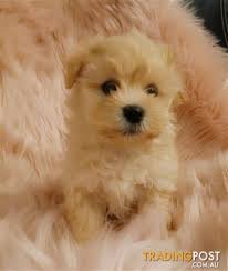 Newest oldest price ascending price descending relevance. Maltese Shih Tzu Pomeranian Off 71 Www Usushimd Com