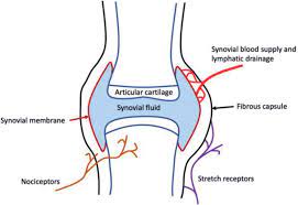 Synovial joints are further classified into six different categories on the basis of the shape and structure of the joint. Diagram Of A Synovial Joint A Synovial Joint Consists Of Two Download Scientific Diagram