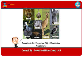 Fauna Australis Pengertian Ciri 15 Contoh Dan Gambarnya