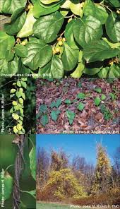 Image result for Celastraceae