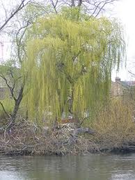 Salix alba (white willow) is a species of willow native to europe and western and central asia. Salix Chrysocoma Wikiwand