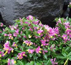Image result for Polygala petitiana