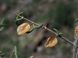 Image result for Zygophyllaceae