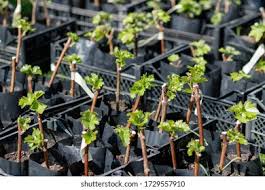 Image result for grapevine cuttings