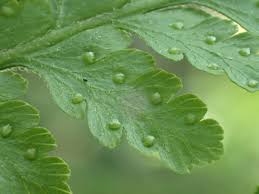 Image result for Microlepia speluncae