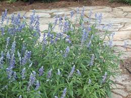 Planting flowers that interest butterflies is easy! Attracting Butterflies To Your Garden East Texas Gardening