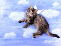 The adoption wait list opens at. Cats That Fly Seattle Area Feline Rescue