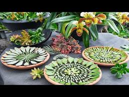 Plante grasse exterieur resistant au gel. Faire Pousser Des Plantes Grasses A Partir Des Feuilles Ile D La Reunion Youtube